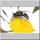 Oxybelus uniglumis - Weissfleckige Fliegenspiesswespe 07b 7mm - Sandgrube Niedringhaussee.jpg